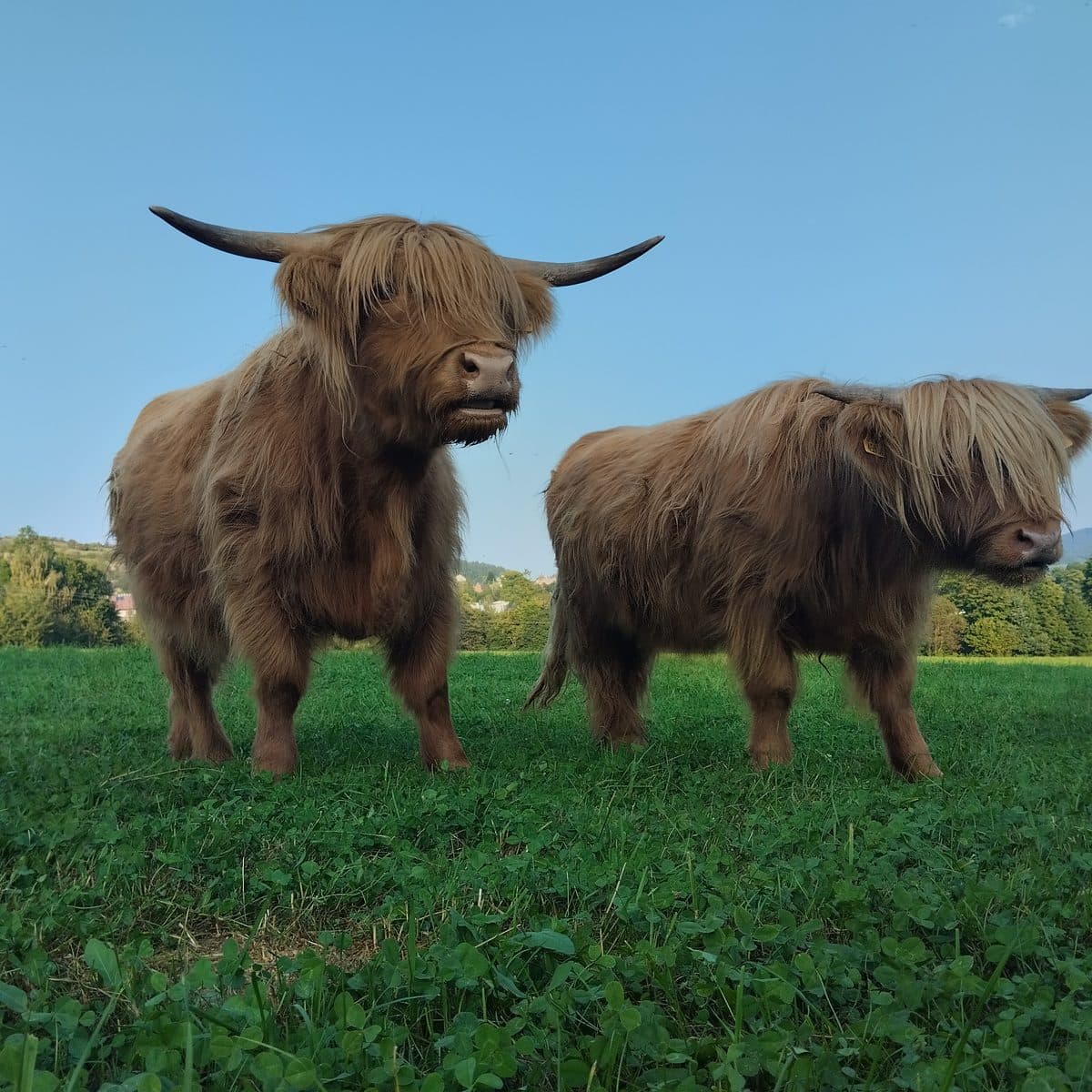Dwa Highland Cattle z rogami na łące