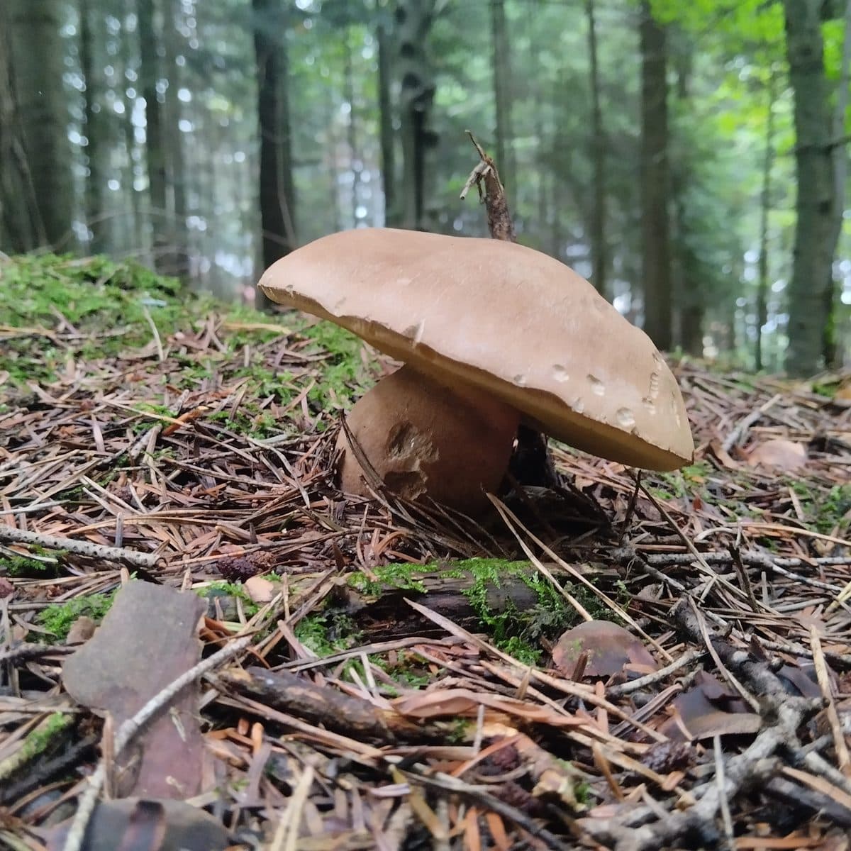 Borowik w beskidzkim lesie
