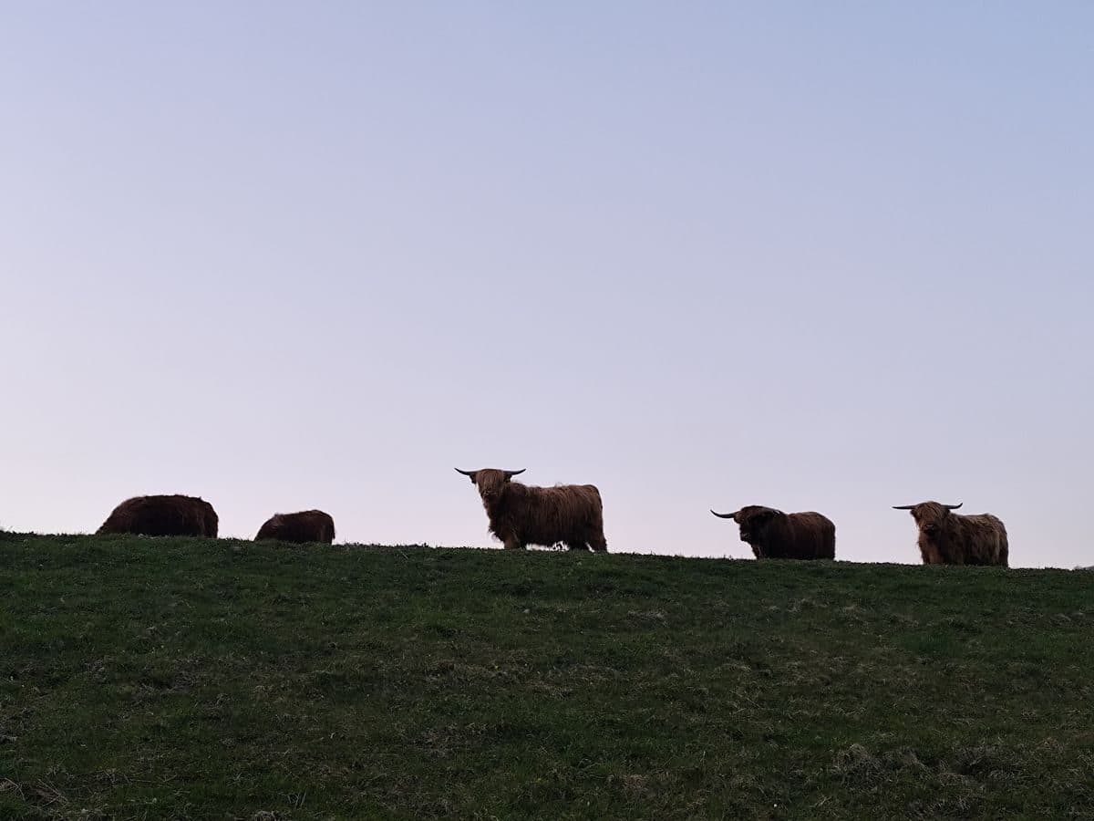 Sylwetki Highland Cattle na wzgórzu o zmierzchu